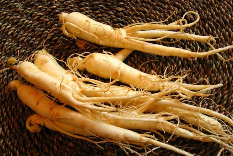 Le ginseng 